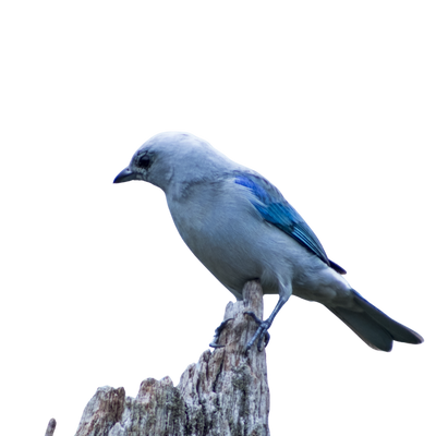 Image is not available