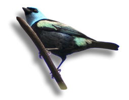 Image is not available